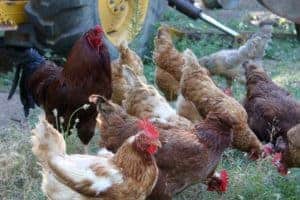 10 Great Reasons to Keep Backyard Chickens | https://maryannjaacobsen.com/10-great-reasons-to-keep-backyard-chickens/