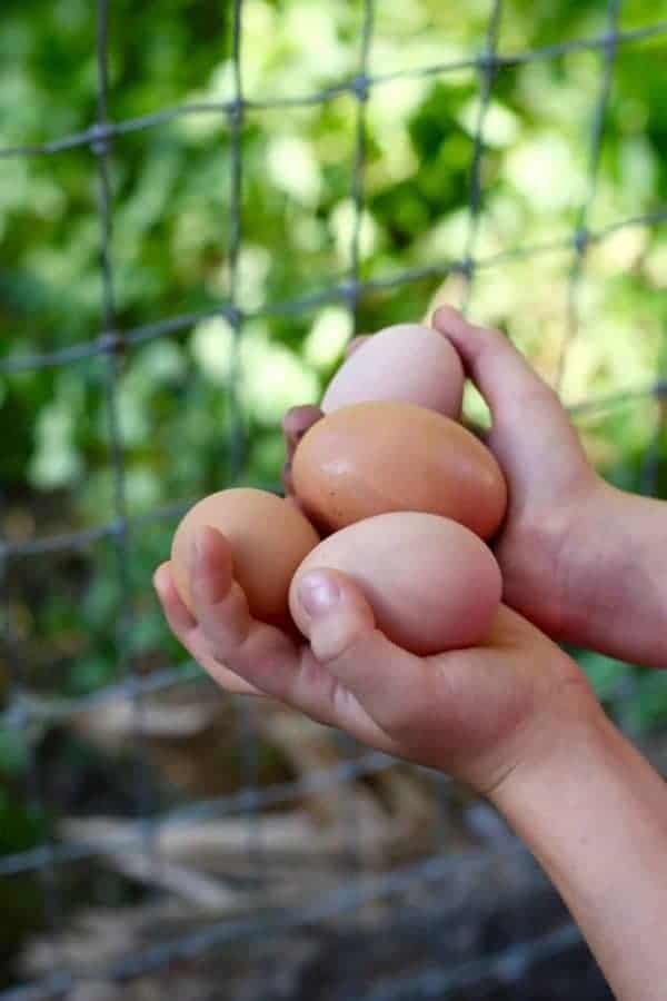 10 Reasons to Keep Backyard Chickens | https://maryannjaacobsen.com/10-great-reasons-to-keep-backyard-chickens/
